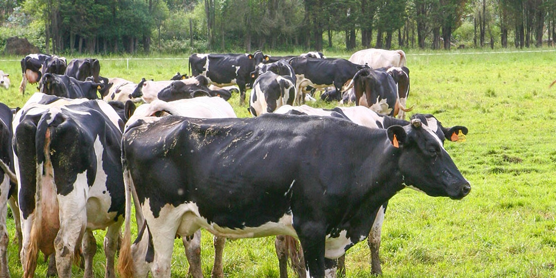 La industria espaola de sanidad y nutricin animal crece el 9,26% en 2021