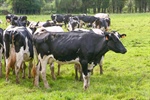 La industria espaola de sanidad y nutricin animal crece el 9,26% en 2021