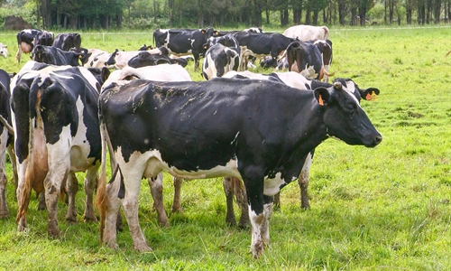 La industria espaola de sanidad y nutricin animal crece el 9,26% en 2021