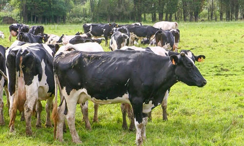 La industria espaola de sanidad y nutricin animal crece el 9,26% en 2021