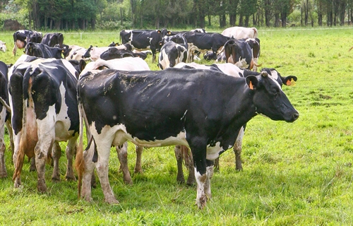 La industria espa�ola de sanidad y nutrici�n animal crece el 9,26% en 2021