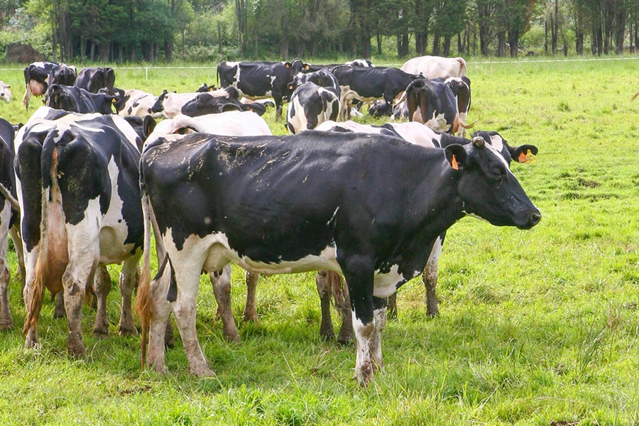 La industria espaola de sanidad y nutricin animal crece el 9,26% en 2021