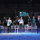 Copada Solomon Berna (Loma La Copada), Vaca Gran Campeona del concurso Usas Holsteins 2022