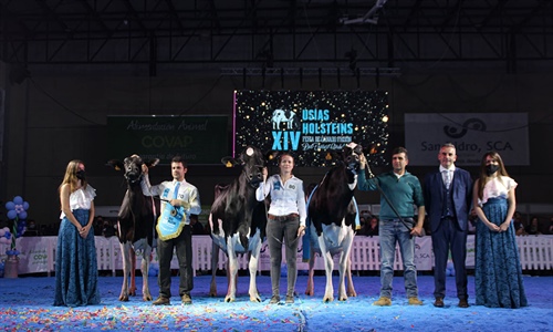 Copada Solomon Berna (Loma La Copada), Vaca Gran Campeona del concurso...