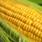 El MAPA flexibiliza las condiciones para la importación de maíz de Argentina y Brasil tras la suspensión de las importaciones de Ucrania
