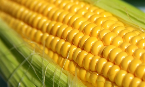 El MAPA flexibiliza las condiciones para la importación de maíz de...