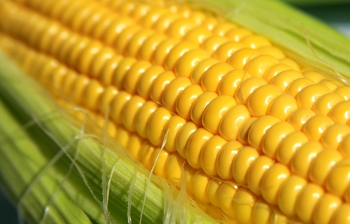 El MAPA flexibiliza las condiciones para la importación de maíz de...