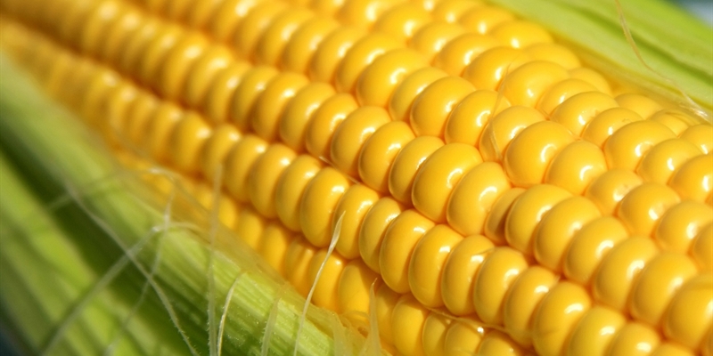 El MAPA flexibiliza las condiciones para la importación de maíz de Argentina y Brasil tras la suspensión de las importaciones de Ucrania