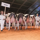 Cancelado el Campeonato Holstein Europeo 2022