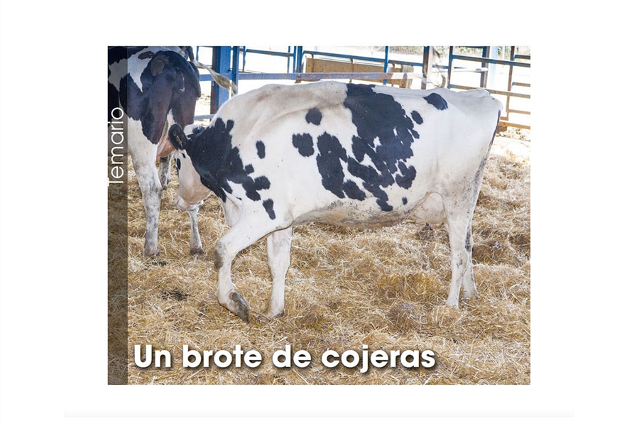 Un brote de cojeras