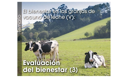 El bienestar en las granjas de vacuno de leche (V): Evaluación  del...