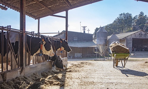 Granja Vall de Maria, un equilibrio perfecto entre tradicin y...