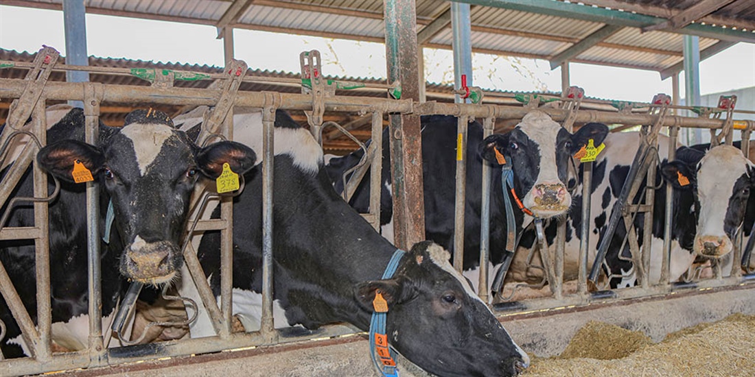 Las industrias de la alimentaci�n animal y de la ganader�a alertan del...