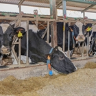 Las industrias de la alimentacin animal y de la ganadera alertan del colapso inmediato en la alimentacin de granjas