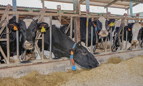 Las industrias de la alimentacin animal y de la ganadera alertan del...