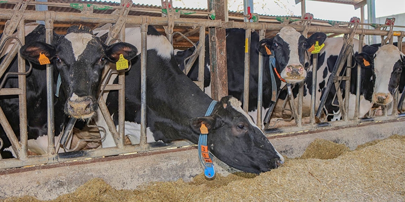 Las industrias de la alimentación animal y de la ganadería alertan del colapso inmediato en la alimentación de granjas