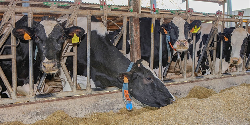 Las industrias de la alimentacin animal y de la ganadera alertan del colapso inmediato en la alimentacin de granjas