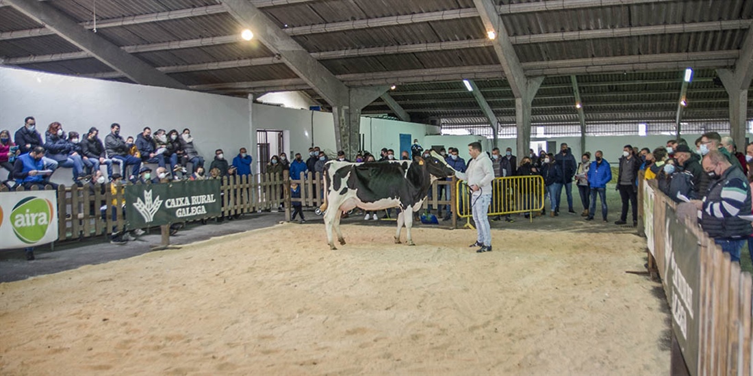 Se venden 17 animales en la subasta de ganado frisn de Chantada