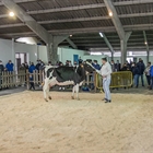 Se venden 17 animales en la subasta de ganado frisón de Chantada