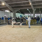 Se venden 17 animales en la subasta de ganado frisn de Chantada