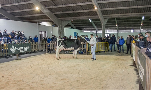 Se venden 17 animales en la subasta de ganado frisn de Chantada