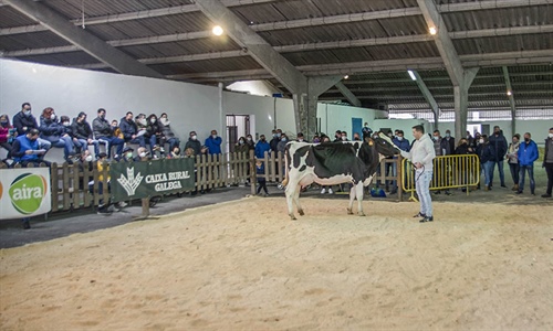 Se venden 17 animales en la subasta de ganado frisn de Chantada