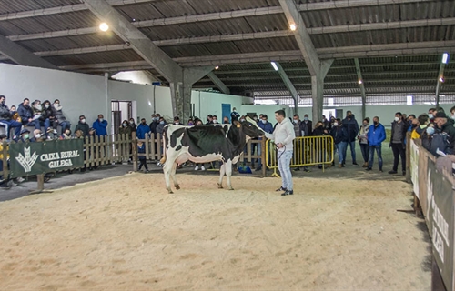 Se venden 17 animales en la subasta de ganado frisn de Chantada