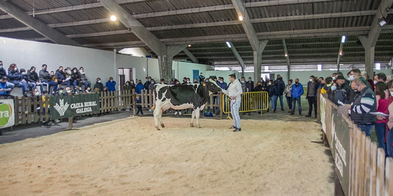 Se venden 17 animales en la subasta de ganado frisn de Chantada