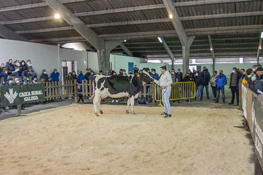 Se venden 17 animales en la subasta de ganado frisn de Chantada