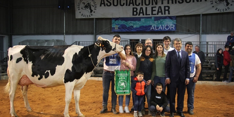 Bell Lloch McCutchen 1346, Vaca Gran Campeona de Menorca 2022