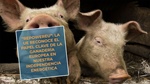 #RealidadGanadera Repowereu: La UE reconoce el papel clave de la ganadera europea en nuestra independencia energtica