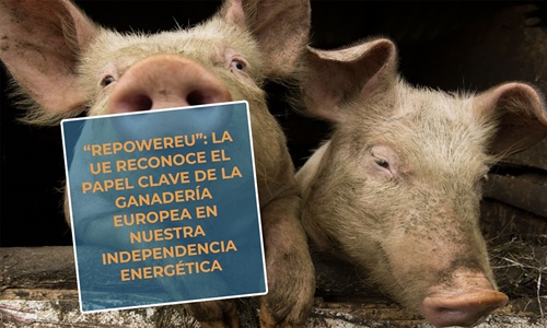 #RealidadGanadera Repowereu: La UE reconoce el papel clave de la...