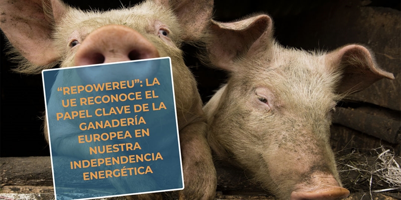 #RealidadGanadera Repowereu: La UE reconoce el papel clave de la ganadera europea en nuestra independencia energtica