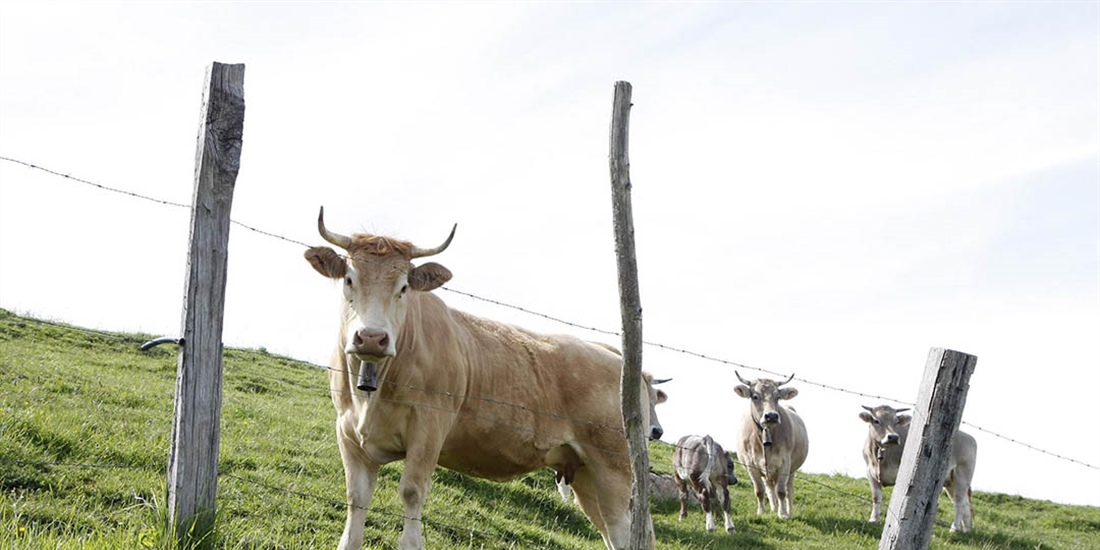 Cantabria convoca ayudas para las agrupaciones de defensa sanitaria...