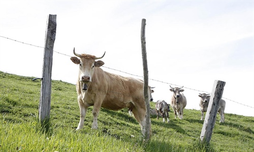 Cantabria convoca ayudas para las agrupaciones de defensa sanitaria...