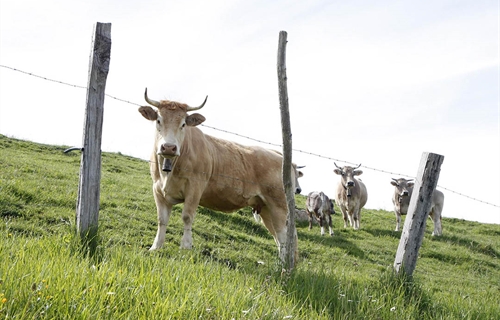 Cantabria convoca ayudas para las agrupaciones de defensa sanitaria...