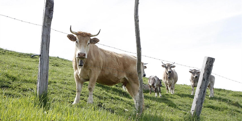 Cantabria convoca ayudas para las agrupaciones de defensa sanitaria ganaderas por valor de 120.000 euros