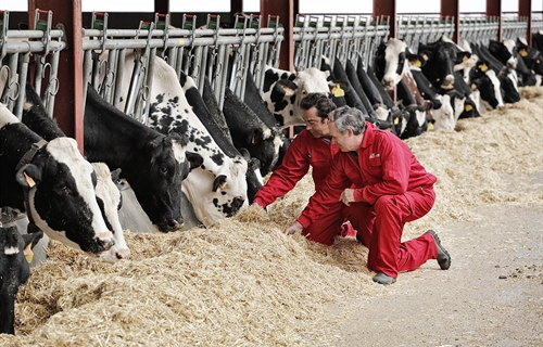 Nanta presenta el programa Nanta Dairy Robot para optimizar el...