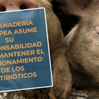 #RealidadGanadera: La ganadería europea asume su responsabilidad para mantener el funcionamiento de los antibióticos