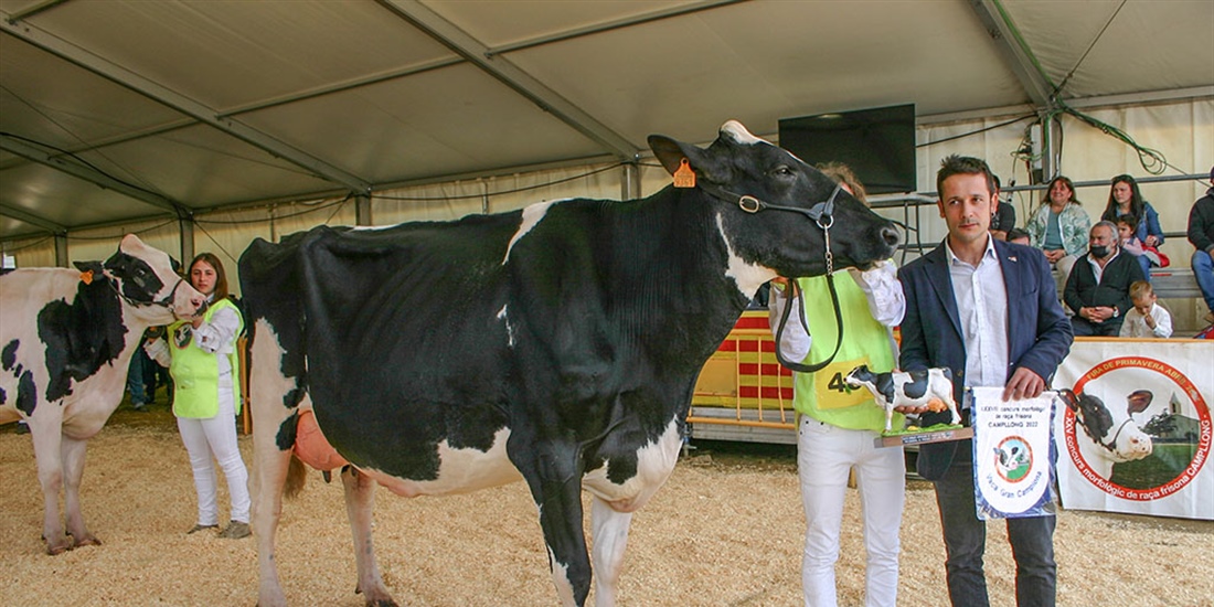 Pou Cristina Solomon ET, Vaca Gran Campeona de Campllong 2022