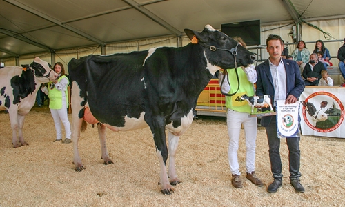 Pou Cristina Solomon ET, Vaca Gran Campeona de Campllong 2022