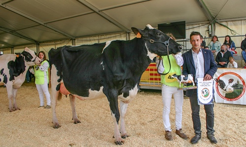 Pou Cristina Solomon ET, Vaca Gran Campeona de Campllong 2022