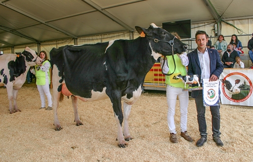 Pou Cristina Solomon ET, Vaca Gran Campeona de Campllong 2022