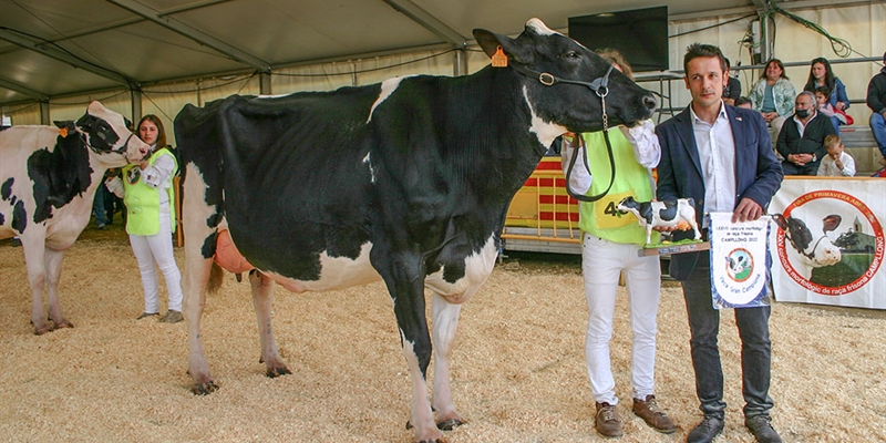 Pou Cristina Solomon ET, Vaca Gran Campeona de Campllong 2022