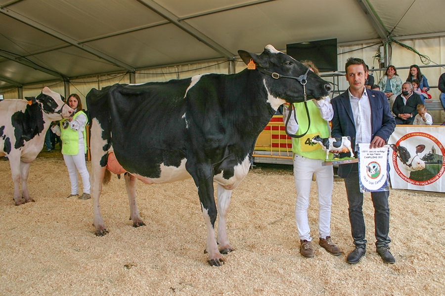 Pou Cristina Solomon ET, Vaca Gran Campeona de Campllong 2022
