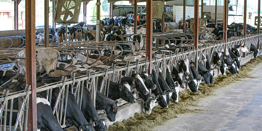 La ayuda por la guerra en Ucrania llegar a 20.081 productores de leche