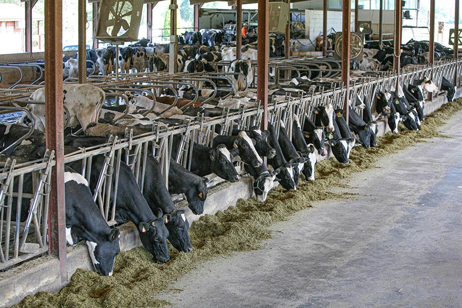 La ayuda por la guerra en Ucrania llegar a 20.081 productores de leche