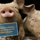 #RealidadGanadera Veterindustria: Sanidad animal en el concepto «Una Salud»
