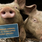 #RealidadGanadera Veterindustria: Sanidad animal en el concepto Una Salud