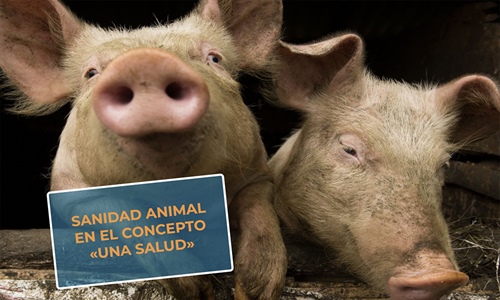 #RealidadGanadera Veterindustria: Sanidad animal en el concepto Una Salud
